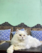 Persian male cat